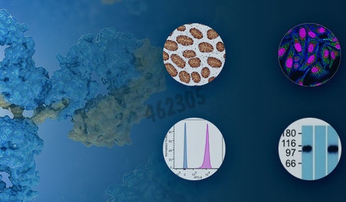 Cf488a donkey anti-mouse igg (h+l), highly cross-adsorbed, 2mg/ml 500 µl 0,5 ml