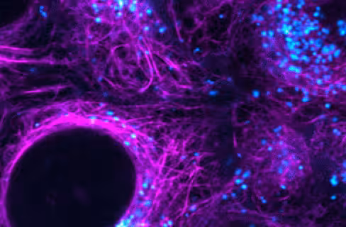 Cf488a dextran 40 000 mw, anionic and fixable 1 mg