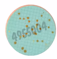 Nutrient pad 50mm caso-nps colony count 50 pcs