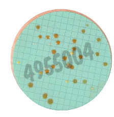 Nutrient pad 50mm caso-nps colony count 50 pcs