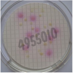 Nutrient pad 50mm ecd mug-nps with indolkit e. coli (direct detection) 50 pcs