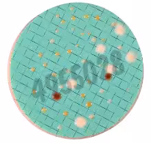 Nutrient pad 50mm schaufus-pottinger-nps yeasts and moulds 50 pcs