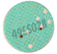 Nutrient pad 50mm schaufus-pottinger-nps yeasts and moulds 50 pcs