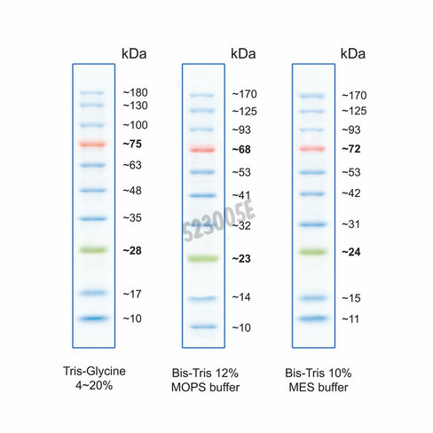 Marqueur pm proteines bluestar bleu-rouge-vert echantillon 25 µl