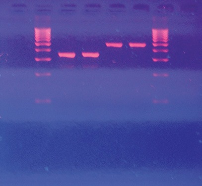 Midori green direct echantillon 50 µl