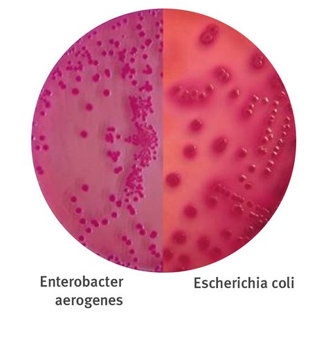 Flacon 100ml gelose mac conkey x 10 pcs