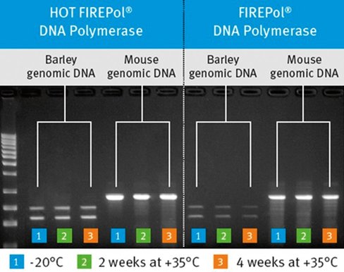Firepol dna polymerase (regular) 2000 unités