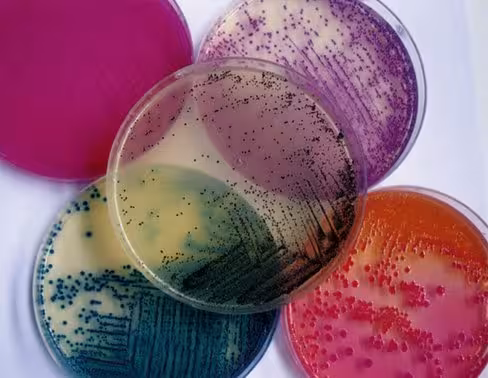 Agar bacteriologique europeen 500 g