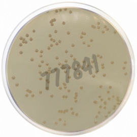 Milieu htm (haemophilus test medium) 500 g