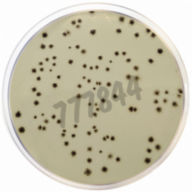 Milieu déshydraté gelose au sulfite de fer 500 g