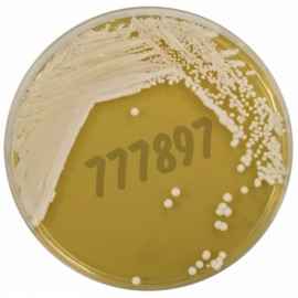 Milieu déshydraté gelose pour culture de levures 500 g