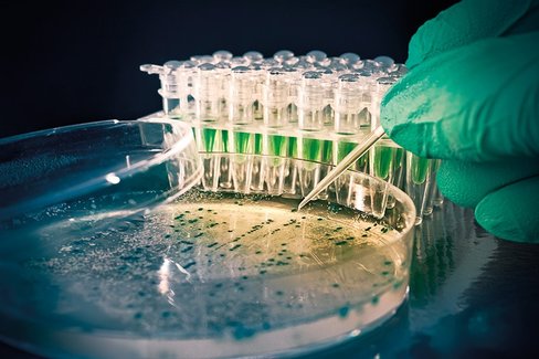 Luria agar with ampicillin 50 µg/ml (miller s lb agar) 500 g