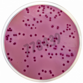 Milieu déshydraté pour gelose violet red bile avec