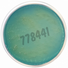 Brettanomyces agar 500 g