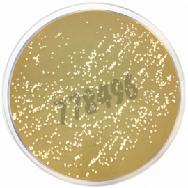 Milieu deshydrate m-dixon agar 500 g