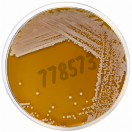 Milieu déshydraté gelose base hc 500 g