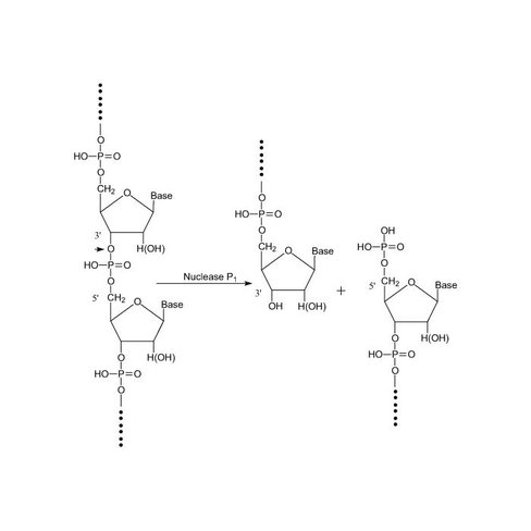 Nuclease P1 1 pcs