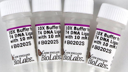 Nebuffer pack for t4 dna ligase ( m0202) 6,0 ml