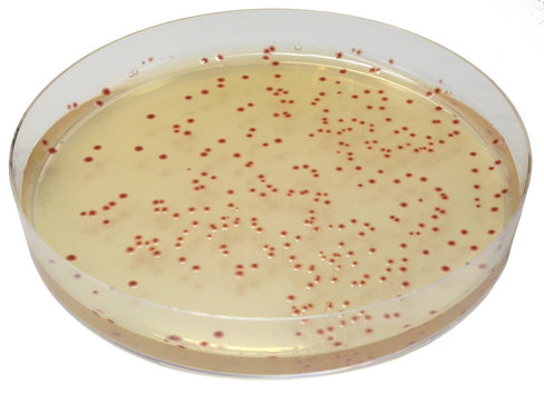 Chromagar campylobacter - 2x10