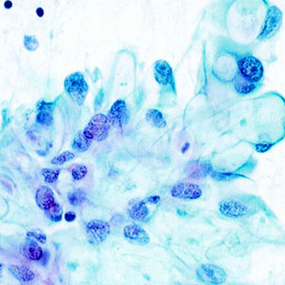 Décalcifiant rapide modifié RDB, 1 litre x 1