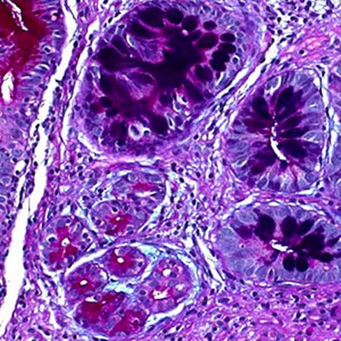 Bleu Alcian pH 1, 150 ml x 1