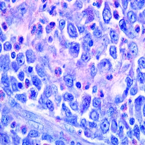 Bleu de Toluidine phéniqué, 1 litre x 1