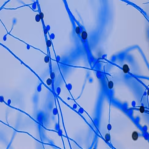 Bleu de lactophénol, 250 ml x 1