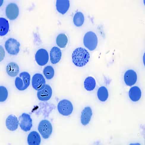 Bleu de Crésyl Brillant, 250 ml x 1