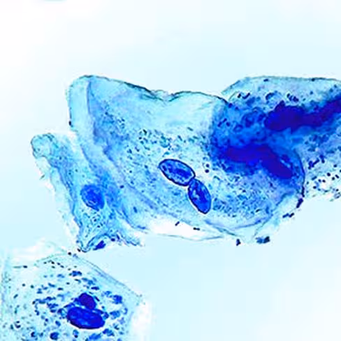 Bleu de méthylène, solution polychrome, 100 ml x 1