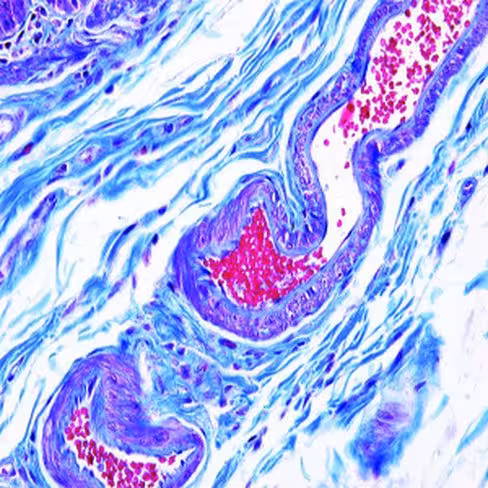 Bleu de méthylène, solution Mallory, 250 ml x 1