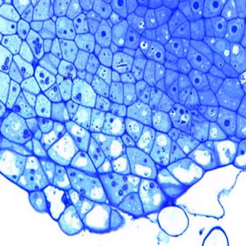 Bleu Trypan en solution aqueuse, 50 ml x 1