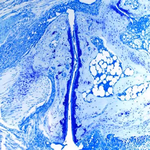 Bleu de toluidine polychrome, 250 ml x 1