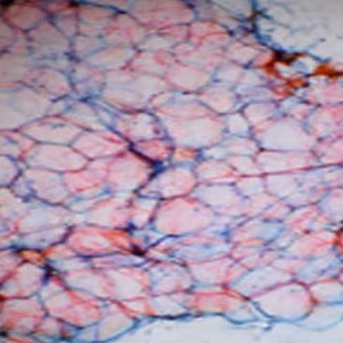 Carmine Alum, 250 ml x 1