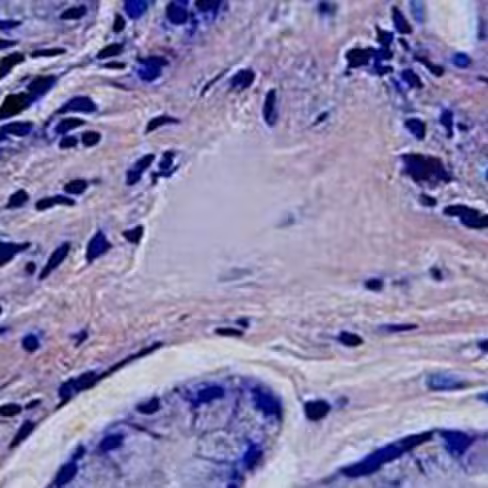 Violet de Crésyl selon Kluwer Barrera, 250 ml x 1