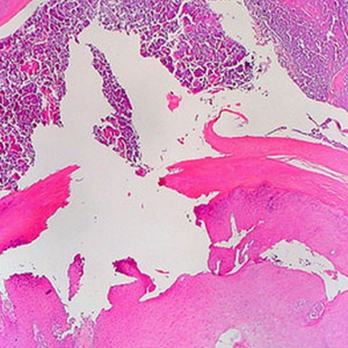 Eosine orange alcoolique, 500 ml x 1