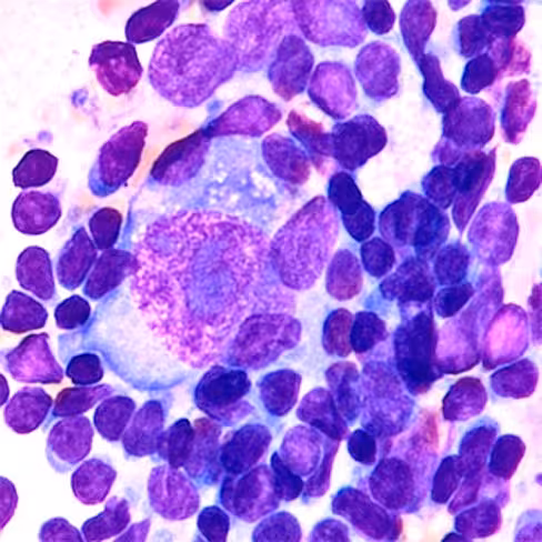 Giemsa Rapide, 1 litre x 1