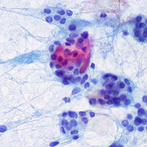 Violet de gentiane phéniqué de Gram, 500 ml x 1