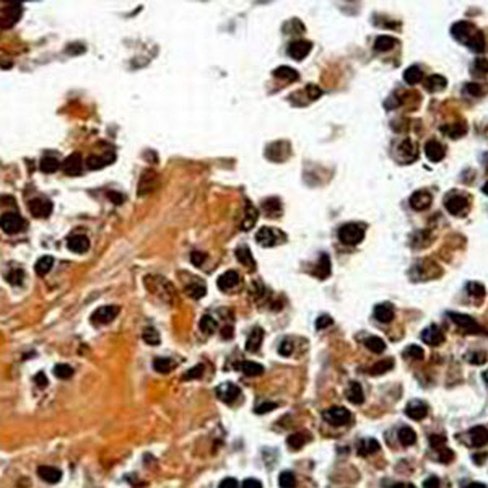 Huile à immersion (IR = 1,513), 100 ml x 1