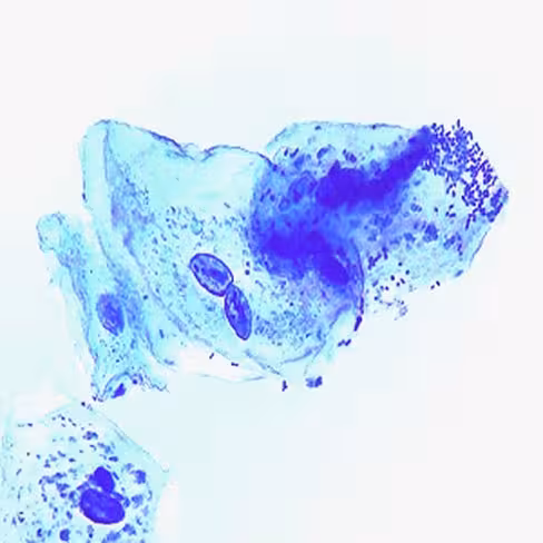 Bleu de méthylène phéniqué (Solution de Kuhne), 250 ml x 1