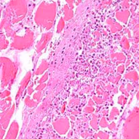 Nigrosine, solution pour microbiologie, 250 ml x 1