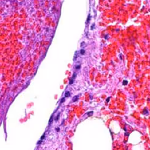 Bleu de méthylène nouveau, 250 ml x 1