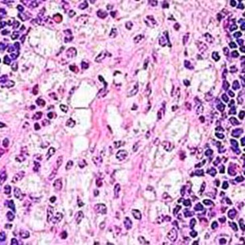 Rouge neutre, 250 ml x 1