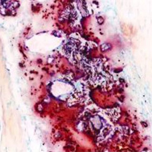 Rouge Alzarine, 250 ml x 1