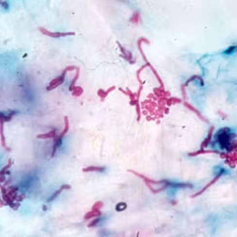 Réactif de Schiff pour histologie, 500 ml x 1