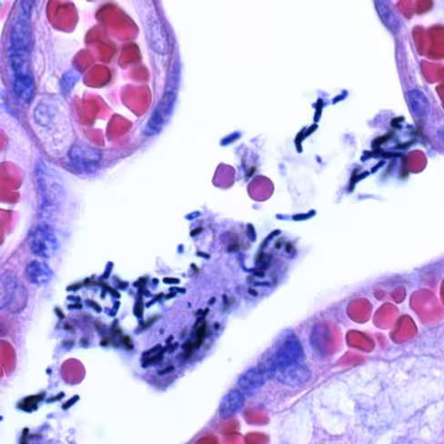 Cristal Violet Oxalaté de Gram-Hucker, 250 ml x 1