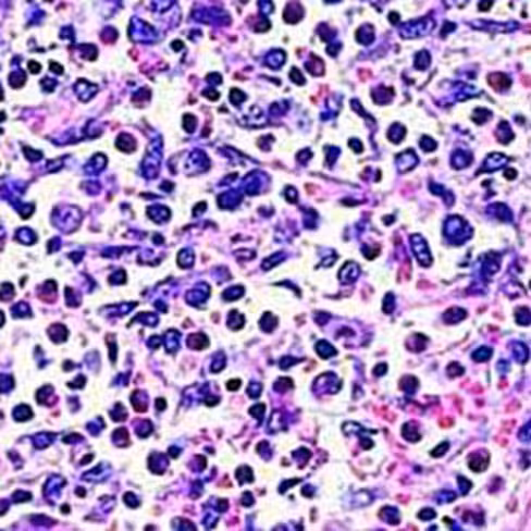 Violet de gentiane phéniqué, 1 litre x 1