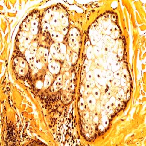 Safran du Gatinais en solution alcoolique, 250 ml x 1