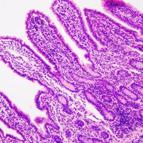 Kit Hématoxyline-éosine rapide, 3 x 500 ml x 1