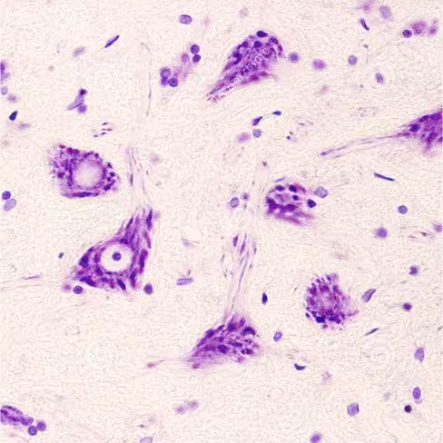 Kit coloration de Nissl pour neurones, 100 tests x 1