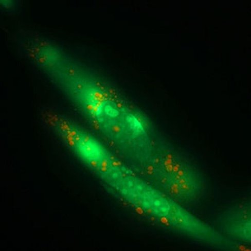 Kit acridine orange pour ADN et plasmodium, 100 tests x 1